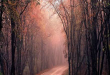 游泳世界杯新加坡站 张正伟男子100米蝶泳夺铜.